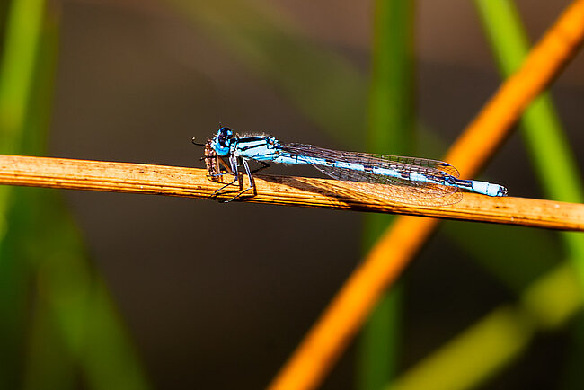 Mâle  Agrion porte-coupe(Enallagma cyathigerum) avec butin 
