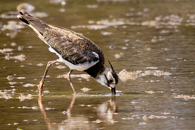 Vanneau huppé (Vanellus vanellus)