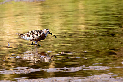 Sichelstrandläufer (Calidris ferruginea)