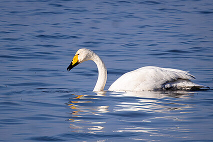 Singschwan (Cygnus cygnus)