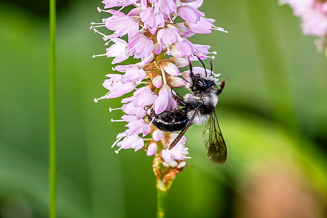 Grauschwarze Düstersandbiene (Andrena cineraria)