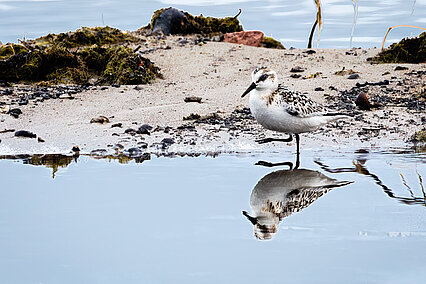 Sanderling (Calidris alba)