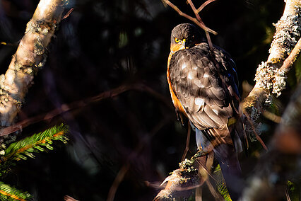 Sperber (Accipiter nisus)