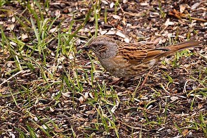 Heckenbraunelle (Prunella modularis)