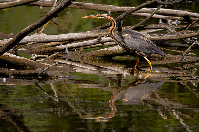 Héron pourpré (Ardea purpurea)