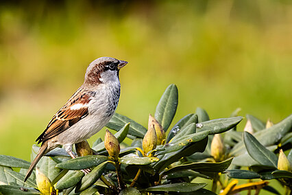 Haussperling (Passer domesticus)