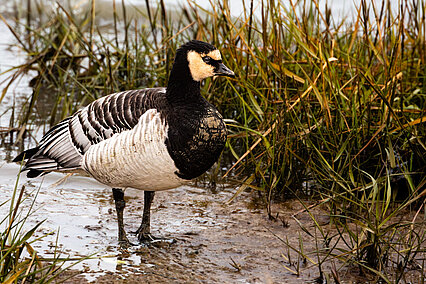 Weißwangengans (Branta leucopsis)