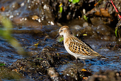Zwergstrandläufer (Calidris minuta)