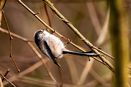 Schwanzmeise (Aegithalidae caudatus)