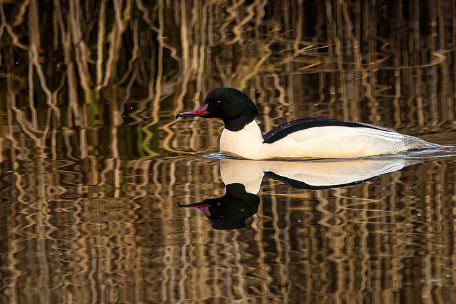 Harle bièvre (Mergus merganser)