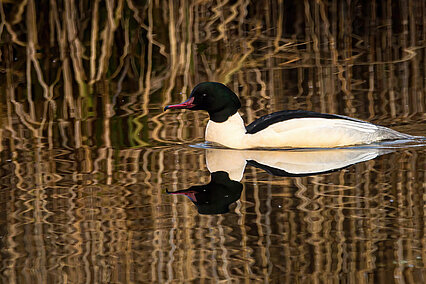 Gänsesäger (Mergus merganser)